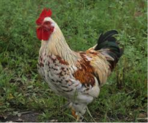 Cover photo for 2015 4-H Chicken Show