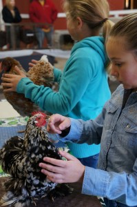 Cover photo for Youth Participate in Rabbit and Chicken Show