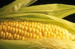 Cover photo for Corn Referendum