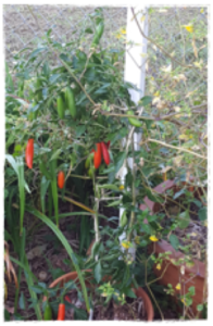 Cover photo for Learn How to Grow in Your Space