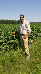 Cover photo for Thrips on Tobacco, Cotton and Peanuts