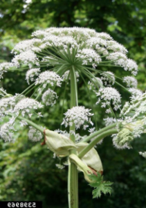 Cover photo for Have You Heard About This Killer Plant?