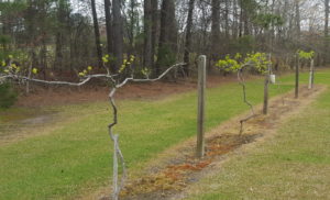 Cover photo for Register Now - Muscadine Pruning Workshop - Beaufort County Center
