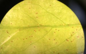 Southern red mites on cherry laurel. Photo: SD Frank
