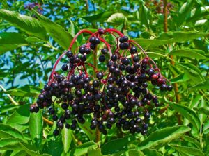 Elderberry Shrub with Berries