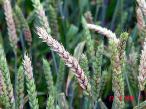 Cover photo for FHB Risk in North Carolina Is Currently Low