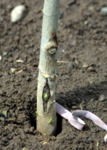 Budded T-Graft in Tree