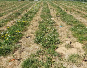 in-row, bare soil with vegetation between rows.