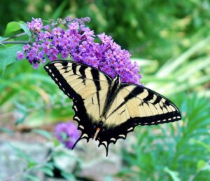 Swallowtail Butterfly sipping nectar from a butterfly bush. (Picture by Jim Lawerence CC BY-NC-ND 4.0)