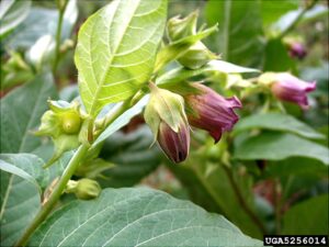 Deadly Nightshade