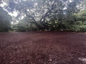 The Angel Oak's massive branches reach nearly 100 feet from the trunk of the tree. Photo: Charlotte Fox