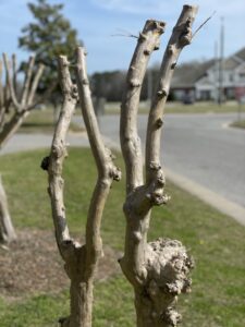 Crepe Murder! This is not a good practice, but if you must do it, wait until February so the branches do not split from the cold.