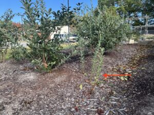 Notice the blueberry suckers in the middle (red arrow). These can be severed from the mother plant during the dormant season using a sharp shovel. Immediately replant suckers in a container or prepared bed and prune the top 1/3 of the whip to allow roots to develop.